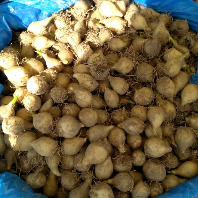 Grape Hyacinth (Mix bulbs ) - myBageecha