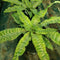 Cryptanthus Beuckeri Plants myBageecha - myBageecha