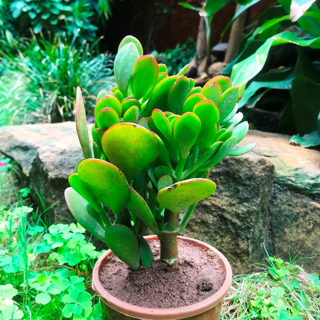 jade plant in tamil Crassula Ovata – Decorative Succulent Plant