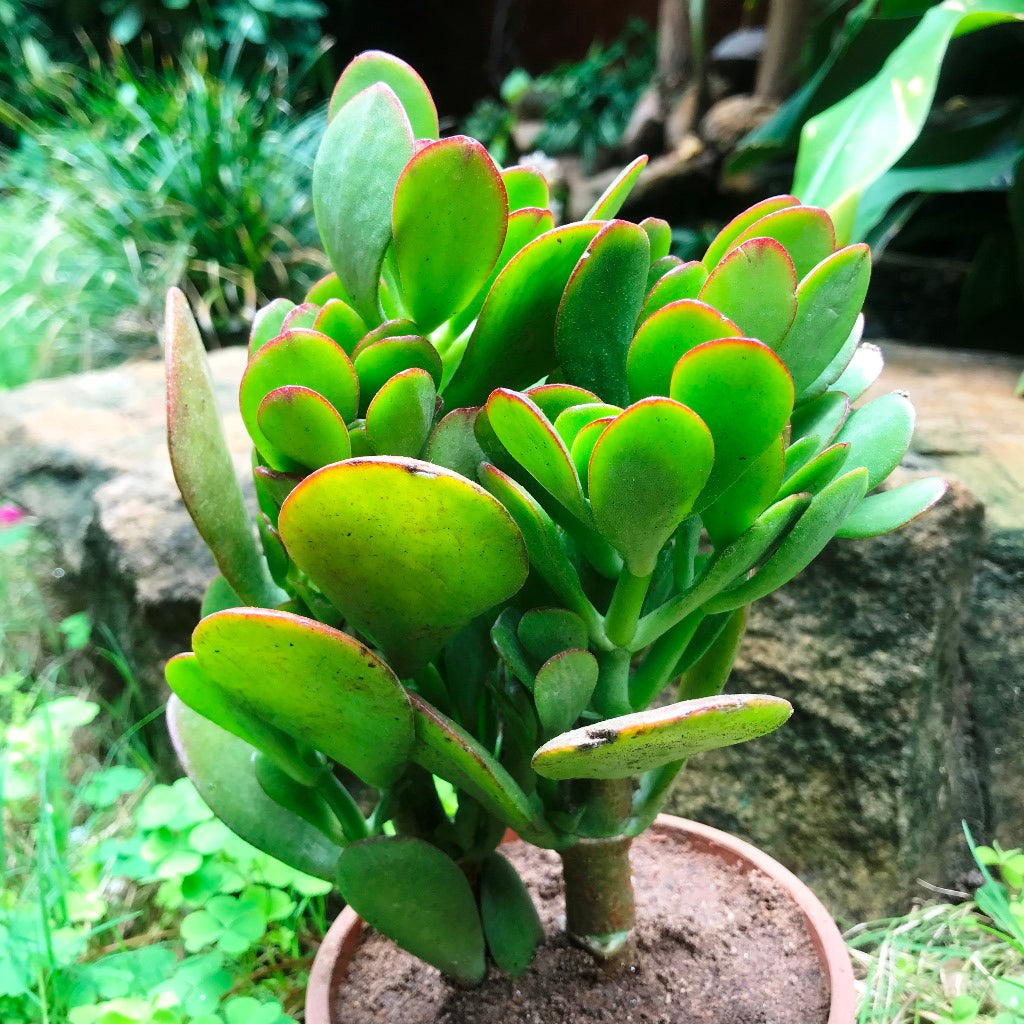 Crassula Ovata Succulent Plant - myBageecha