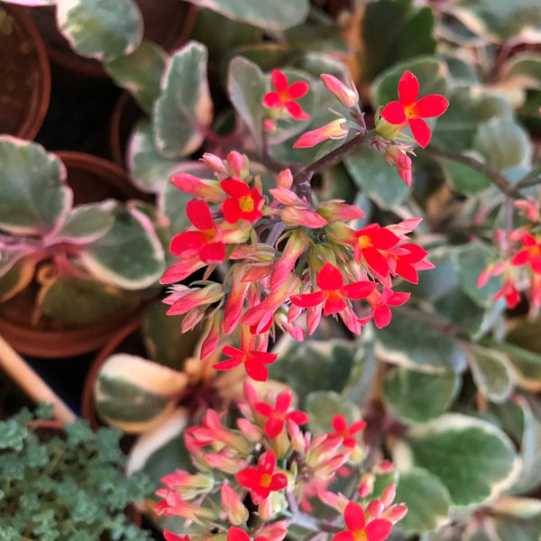 kalanchoe f variegata tricolor Kalanchoe Blossfeldiana Variegated Tricolor – Flowering Succulent Plant