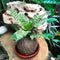 Kokedama Moss Ball Cryptanthus Blushing Zebra Plant