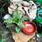 Kokedama Moss Ball Cryptanthus Blushing Zebra Plant