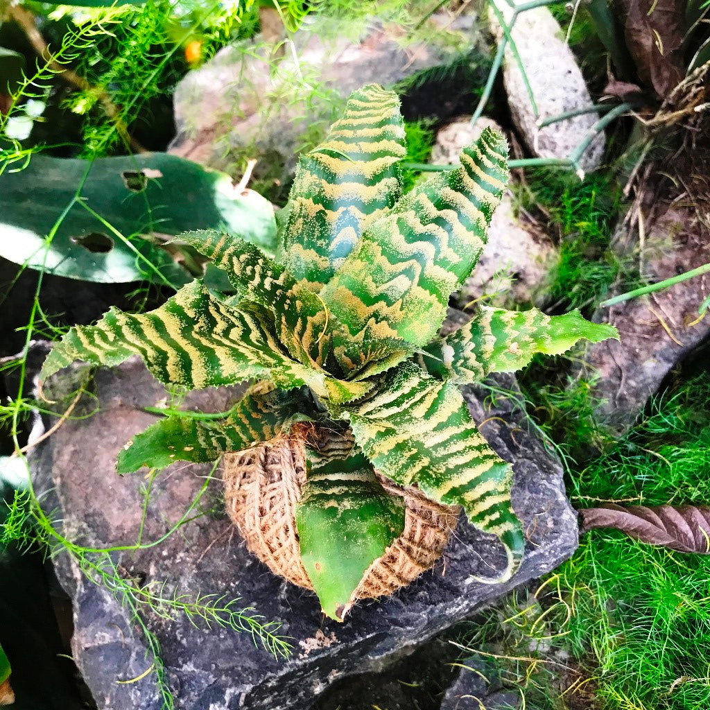 Kokedama Moss Ball Cryptanthus Blushing Zebra Plant - myBageecha