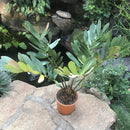 Zamia Furfuracea Plant
