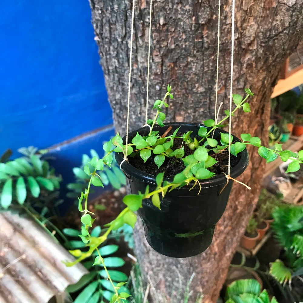 Dischidia Ruscifolia Million Hearts Plant