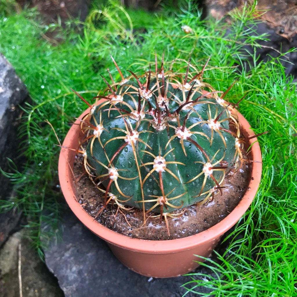 Melocactus Curvispinus Cactus Plant - myBageecha