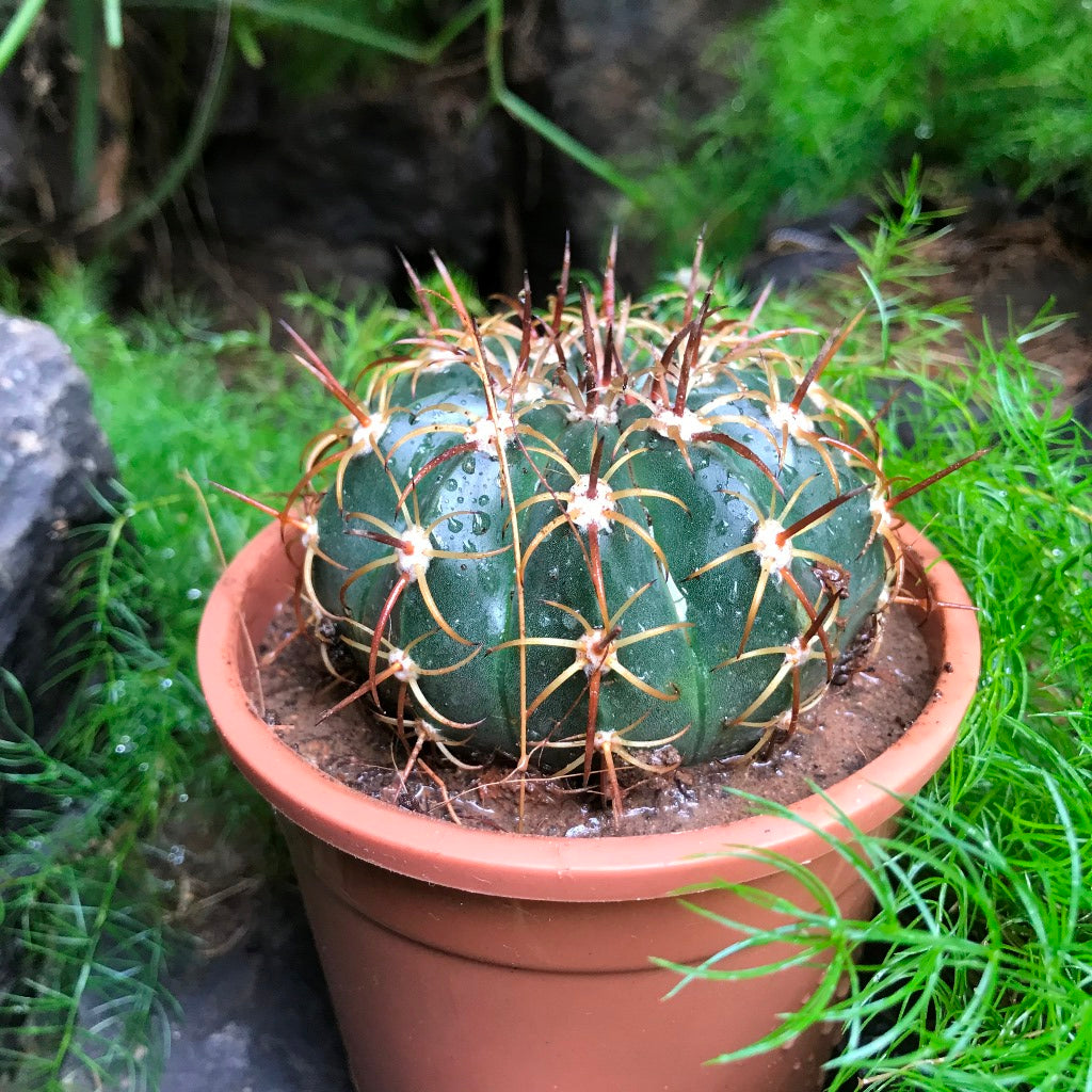 Melocactus Curvispinus Cactus Plant - myBageecha