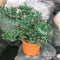Prostrata Juniper Bonsai Plant