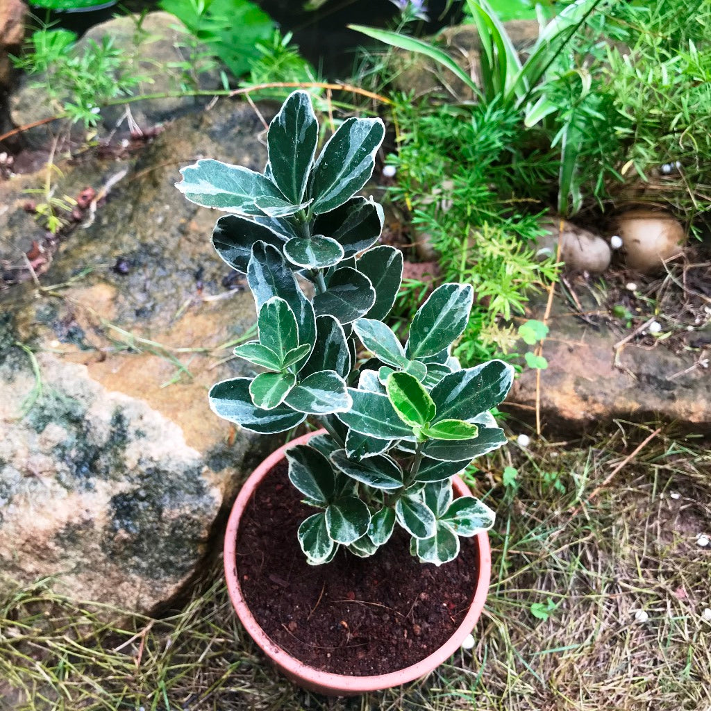Euonymus fortunei Emerald Gaiety Plant - myBageecha