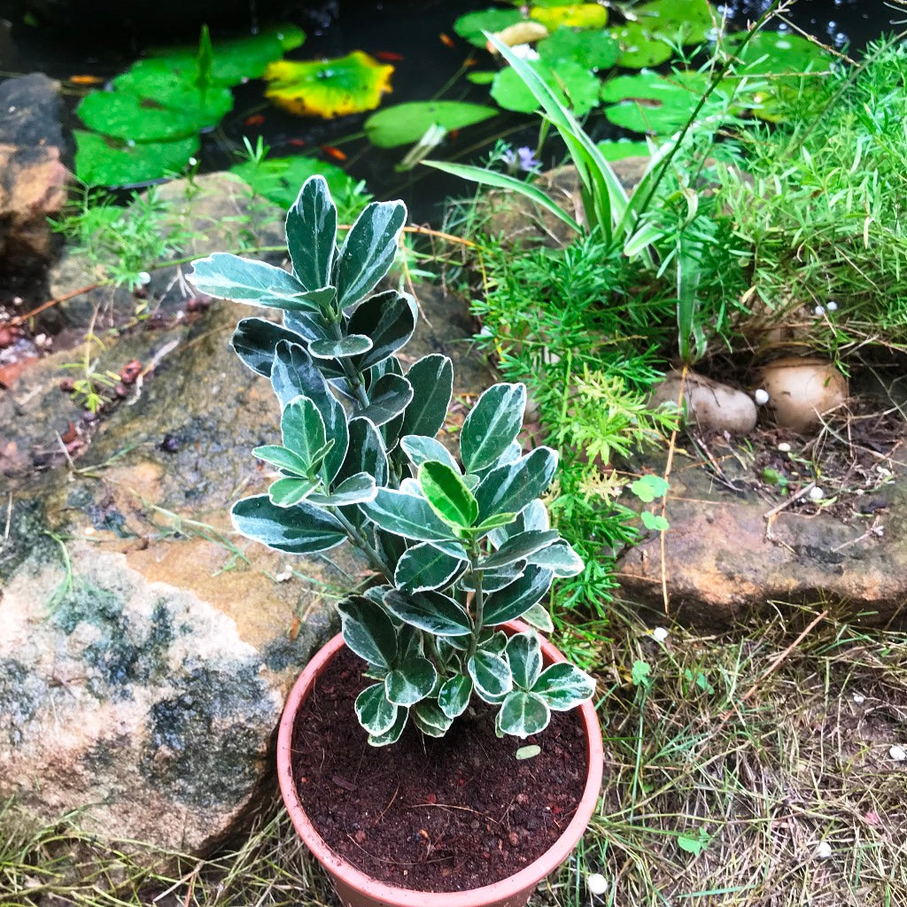 Euonymus fortunei Emerald Gaiety Plant - myBageecha