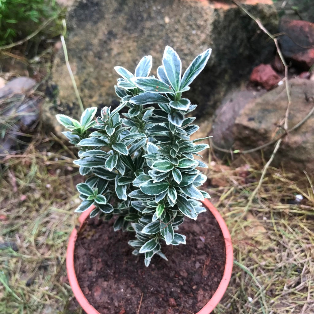 Euonymus japonicus Microphyllus Albo variegatus Plant - myBageecha