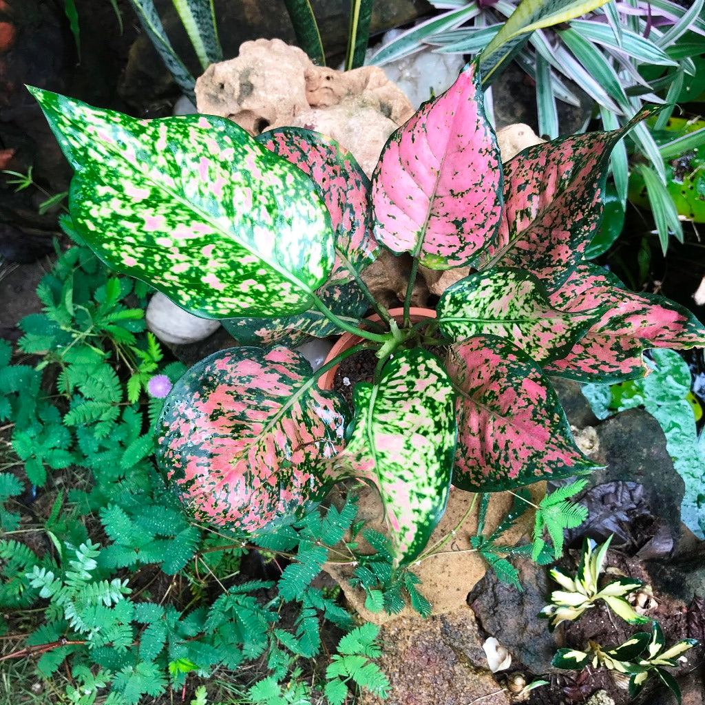 Aglaonema Red Plant – myBageecha