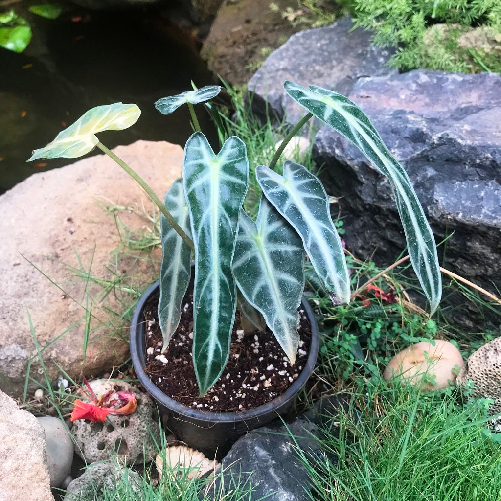 Alocasia Bambino Arrow Plant - myBageecha