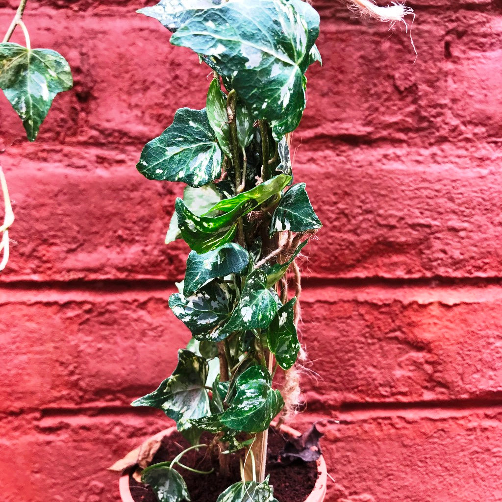 English Ivy Variegated Plant - myBageecha