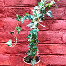 English Ivy Variegated Plant