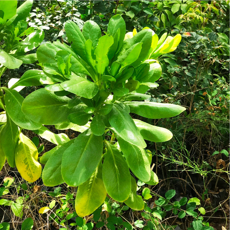 Bhadraksha Scaevola Taccada Plant