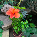 Hibiscus Single Again Plant