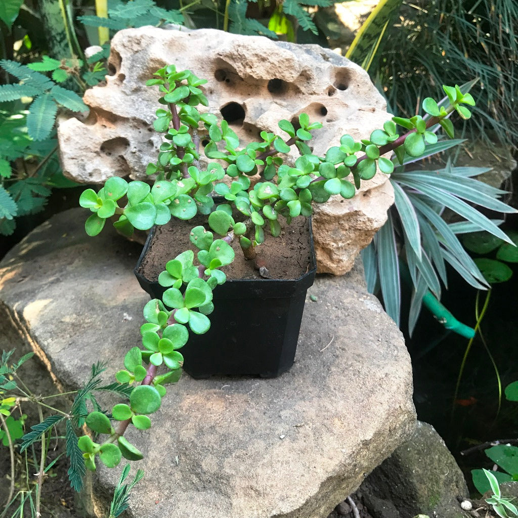 Dwarf Jade Portulacaria Afra Succulent Plant - myBageecha