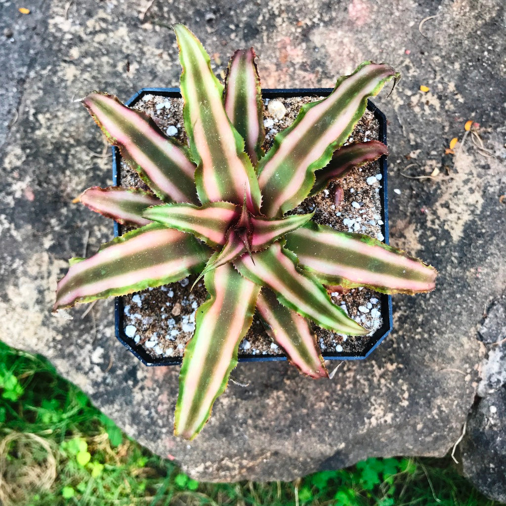 Cryptanthus bivattatus Ruby Plant - myBageecha