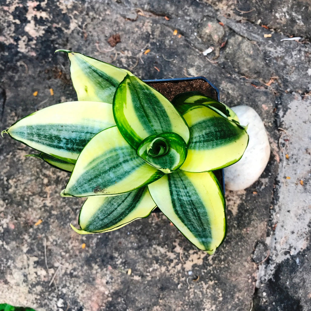 sansevieria hahlii Sansevieria Golden Hehnii Compact Decorative Plant