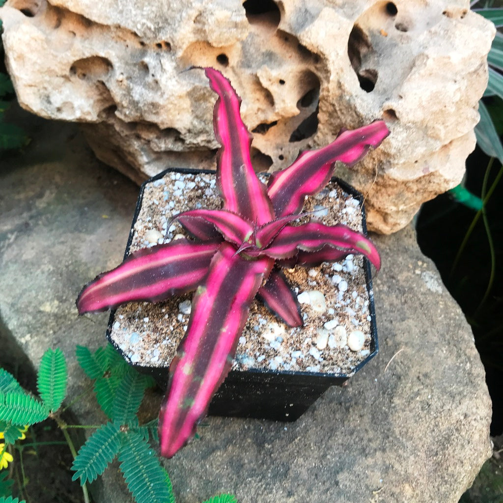 Cryptanthus Bivittatus Red Star Plant - myBageecha