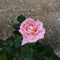 Jilly Jewel-Miniature Rose Plants myBageecha - myBageecha