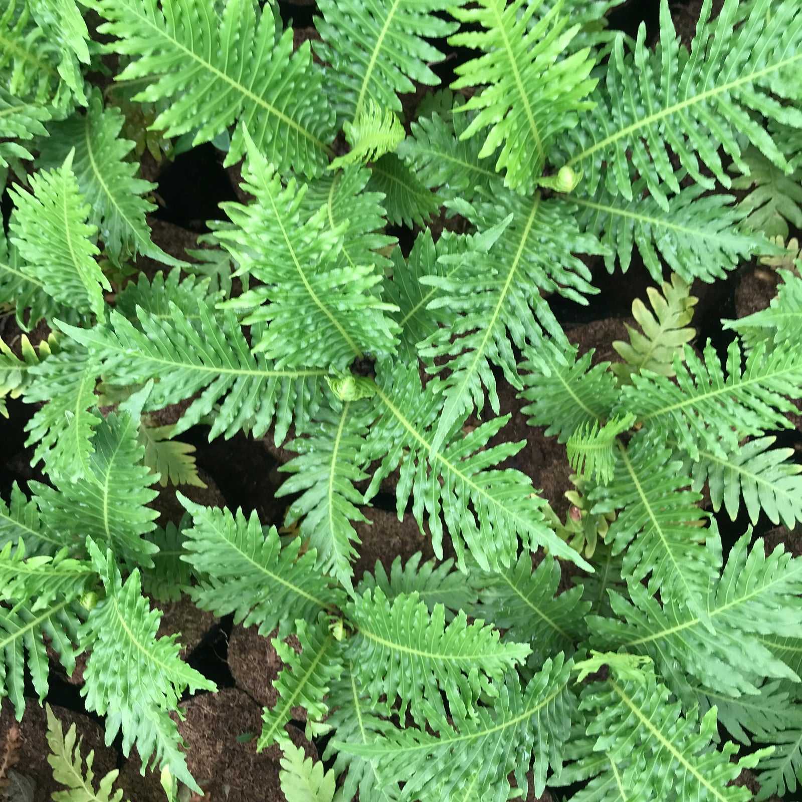 Buy Ferns Online: Exquisite Fern Varieties | MyBageecha