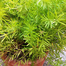 Asparagus Densiflorus Plants myBageecha - myBageecha