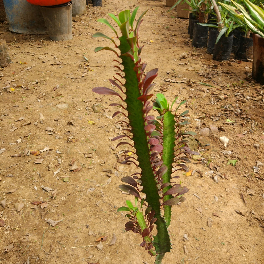 Euphorbia Trigona Rubra African Milk Tree Cactus Plant - myBageecha
