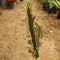 Euphorbia Trigona Rubra African Milk Tree Cactus Plant
