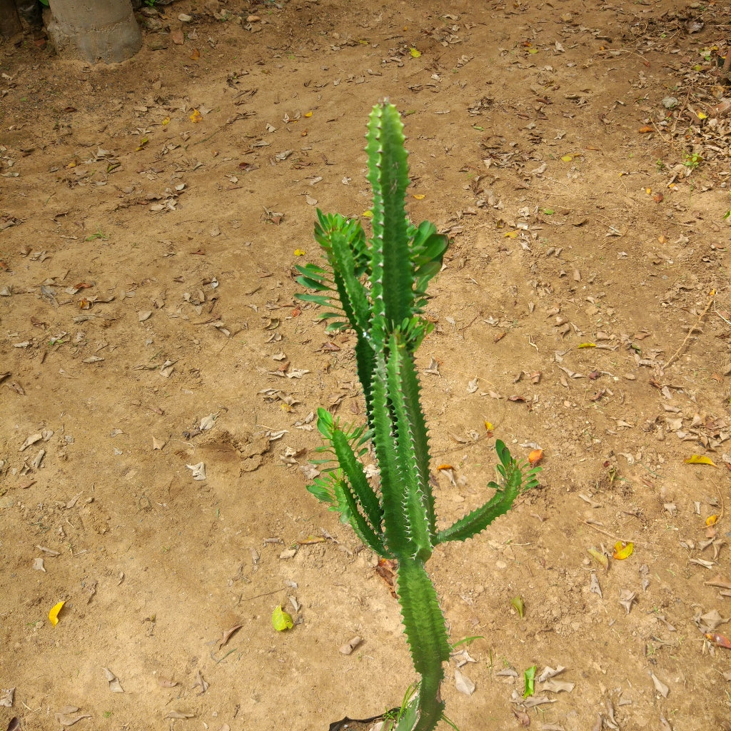 Euphorbia Trigona Green African Milk Tree Cactus Plant - myBageecha