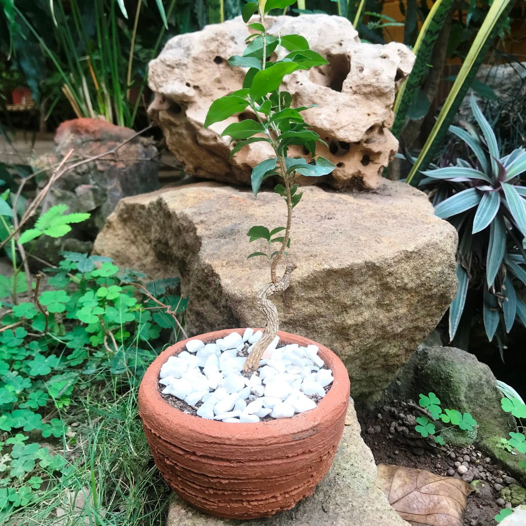 Set of 4 Round Bonsai Terracotta Pots - myBageecha