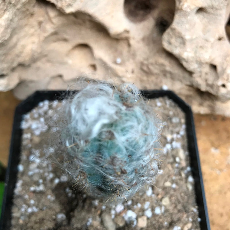 Pilosocereus Pachycladus Blue Columner Cactus Plant
