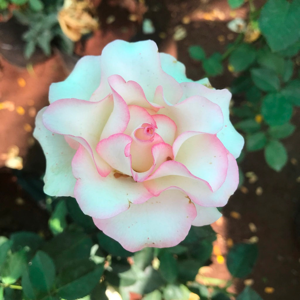 Pink Ruffle Shrub Rose Plant - myBageecha