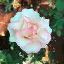 Pink Ruffle Shrub Rose Plant