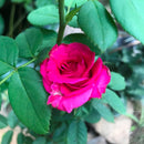 Rosemary Ladlau Shrub Rose Plant