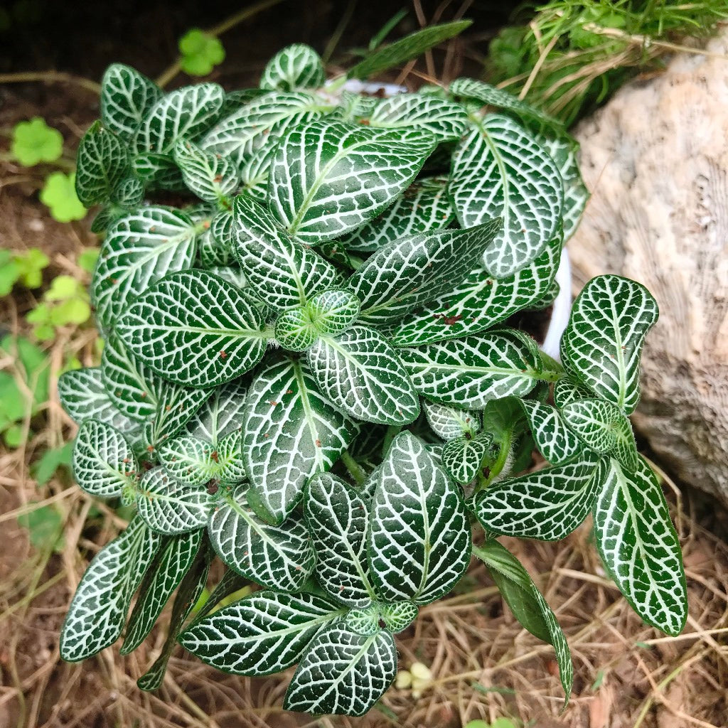 Fittonia Verschaffelttii Mini Green Plant - myBageecha