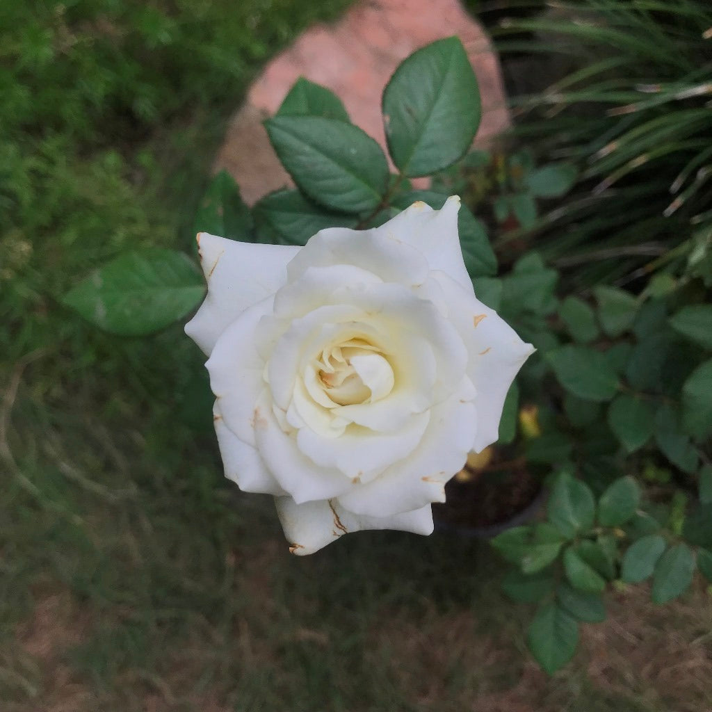 Memoire Shrub Rose Plant - myBageecha