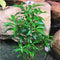 Dwarf Crape Jasmine Plants myBageecha - myBageecha