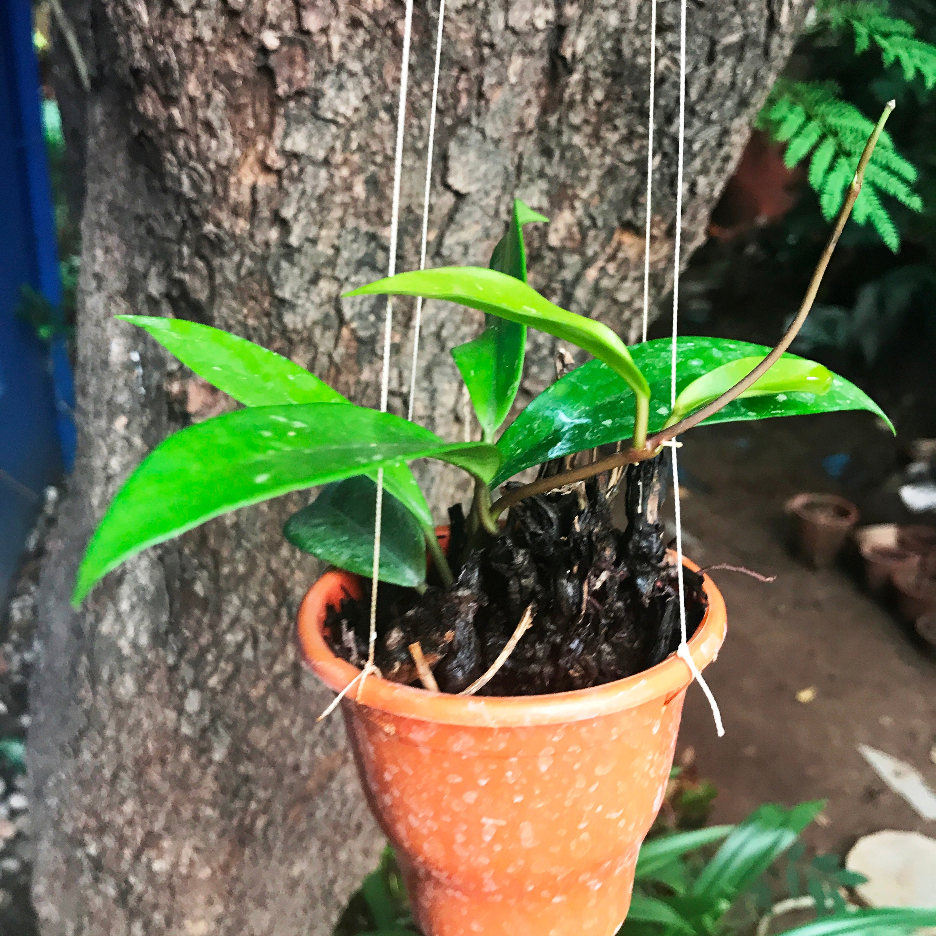 Hoya Pubicalyx Plant - myBageecha