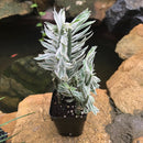 Pedilanthus Tithymaloides Nana Variegata Succulent Plant