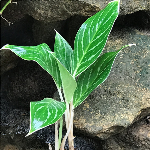 Aglaonema Key Lime Plant – Indoor Decorative Evergreen Foliage