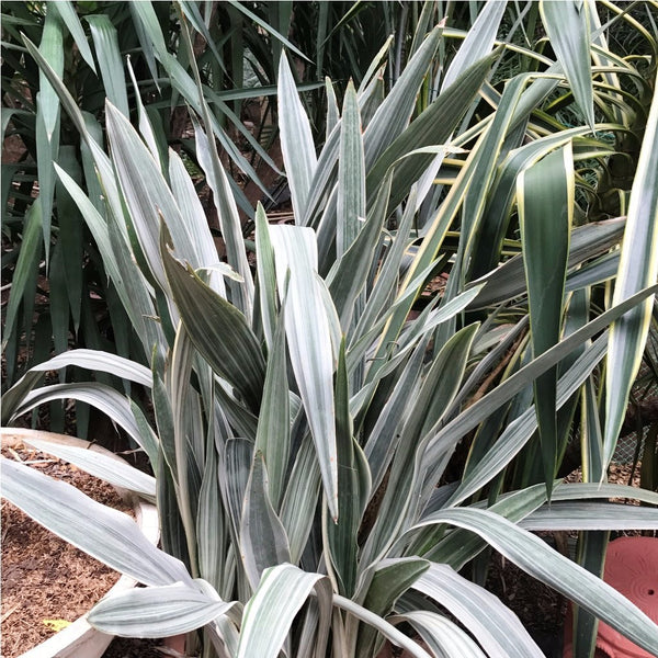 Sansevieria Metallica Siam Silver Decorative Plant