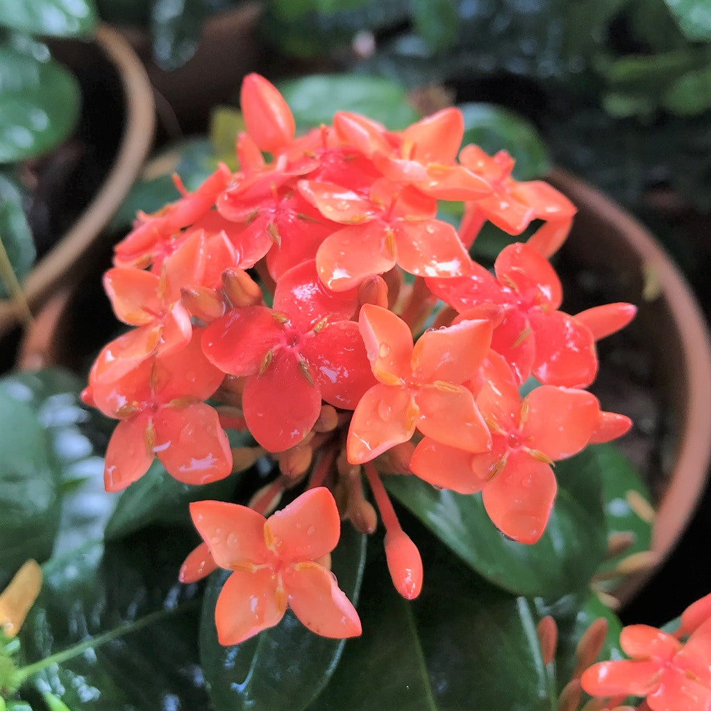 Jungle Flame Orange Plant - myBageecha