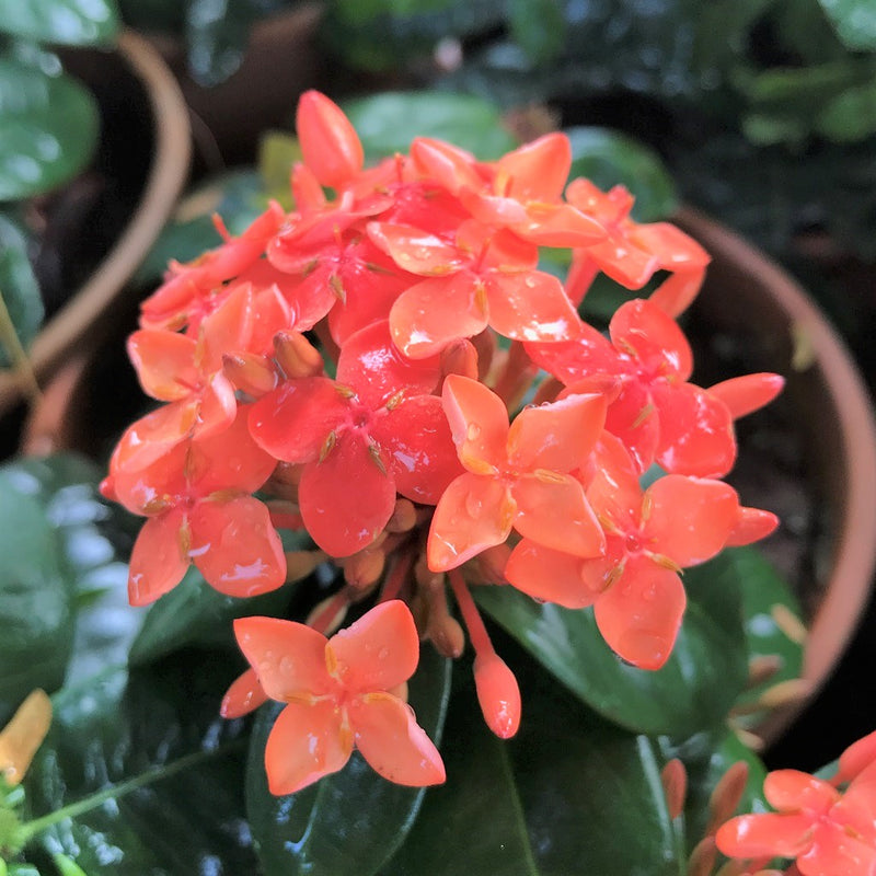 Jungle Flame Orange Plant