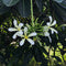 Plumeria Filifolia Champa Plant