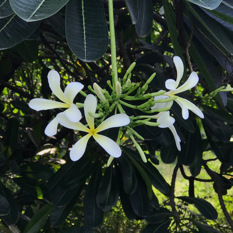 Plumeria Filifolia Champa Plant