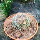Mammillaria Leptacantha Cactus Plant