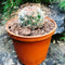 Mammillaria Leptacantha Cactus Plant